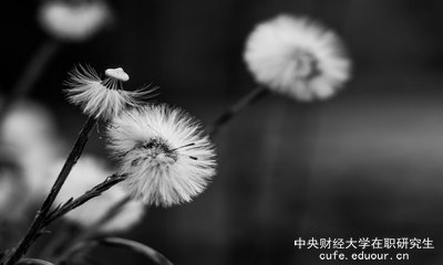 想上中央財(cái)經(jīng)大學(xué)在職研究生去哪里報(bào)名？
